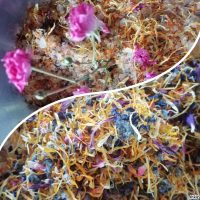 Cueillette sauvage et production de plantes aromatiques et médicinales